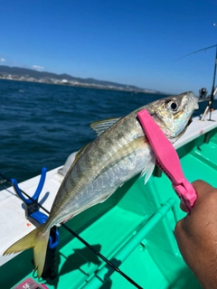 マアジの釣果