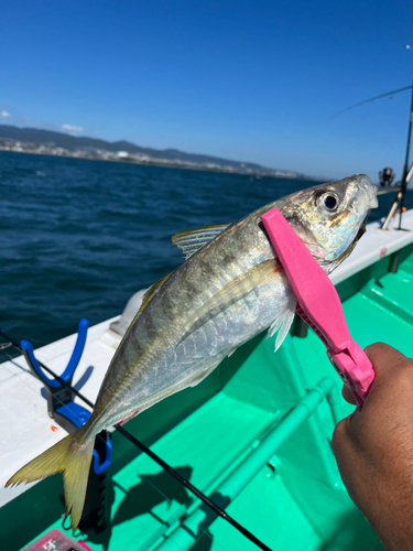 マアジの釣果