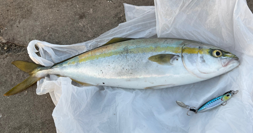 ハマチの釣果