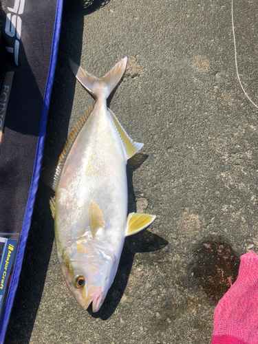 ショゴの釣果