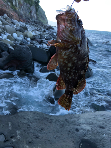 アズキハタの釣果