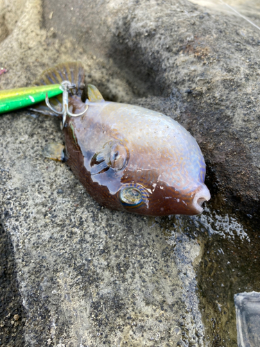 キタマクラの釣果