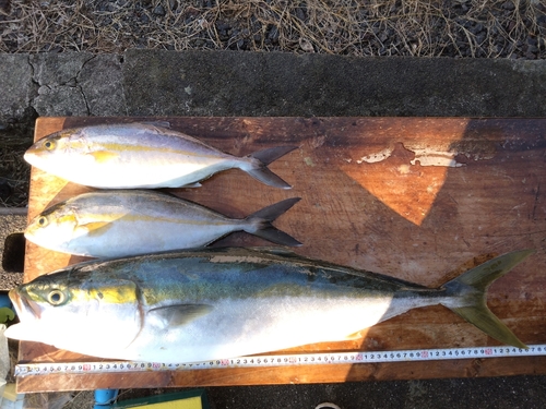 メジロの釣果