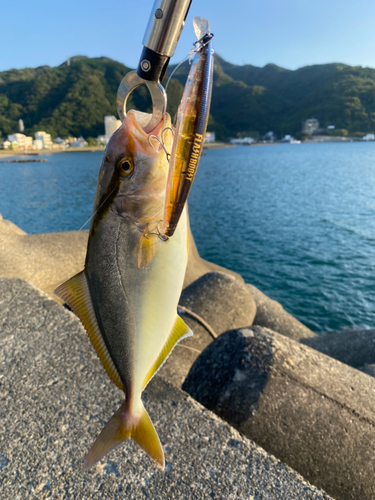 ショゴの釣果