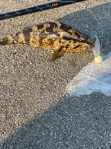 タケノコメバルの釣果