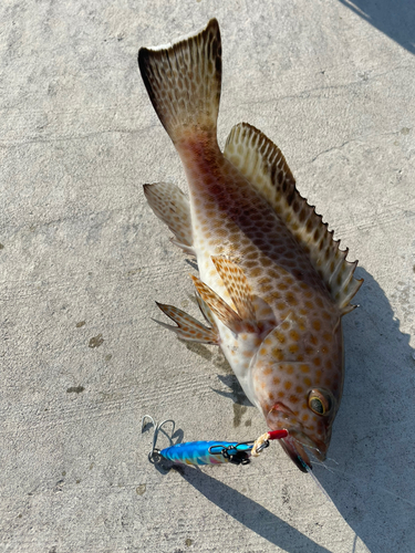 オオモンハタの釣果