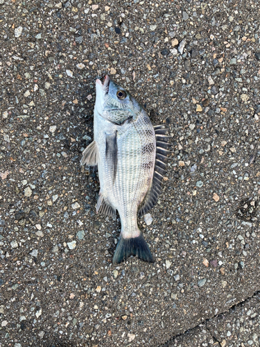 クロダイの釣果