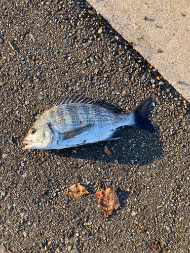 クロダイの釣果