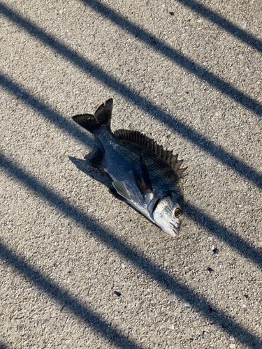 クロダイの釣果