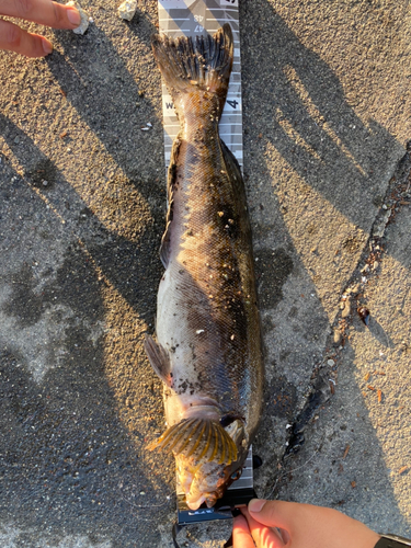 アイナメの釣果