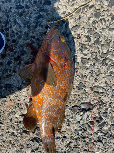 アコウの釣果