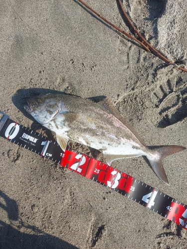 ショゴの釣果