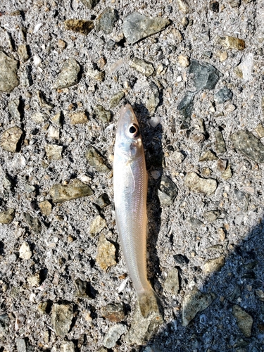 シロギスの釣果