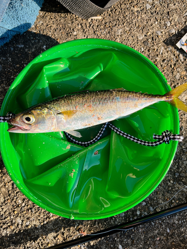 サバの釣果