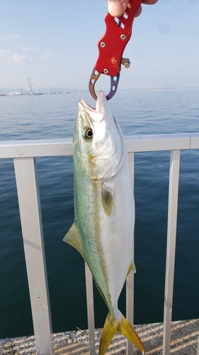 ハマチの釣果