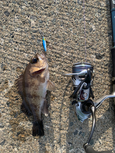 シロメバルの釣果