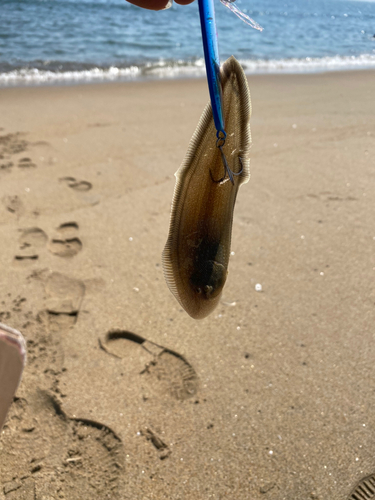 シタビラメの釣果