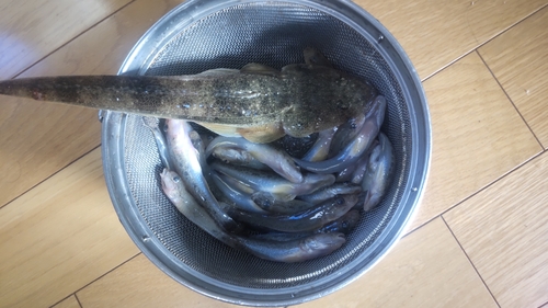 マハゼの釣果