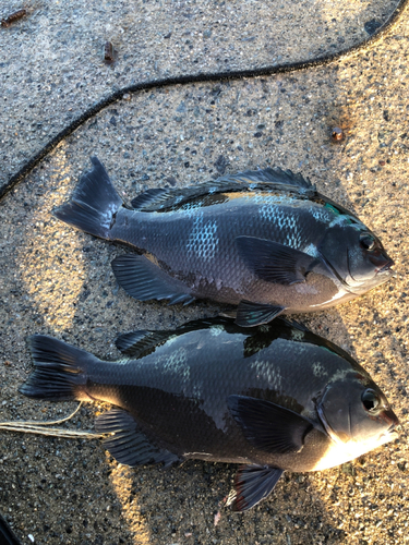 メジナの釣果