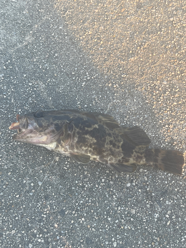 タケノコメバルの釣果