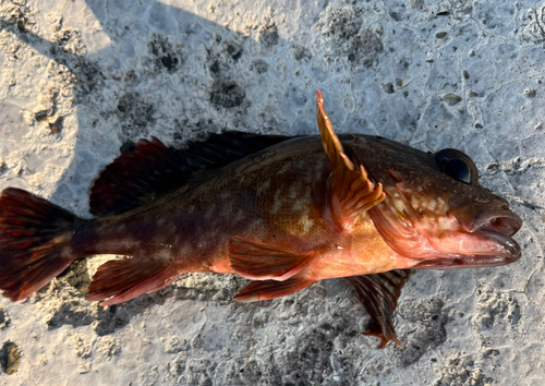 カサゴの釣果