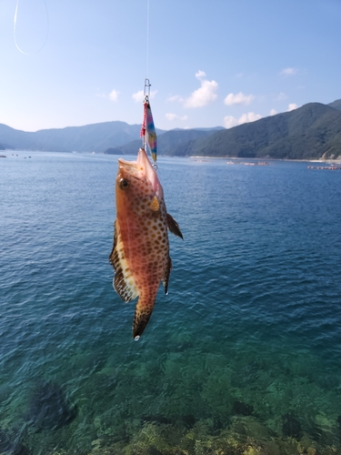 オオモンハタの釣果