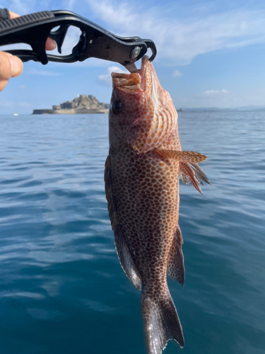 オオモンハタの釣果