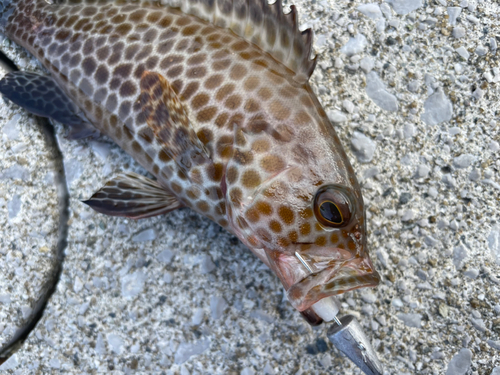 オオモンハタの釣果