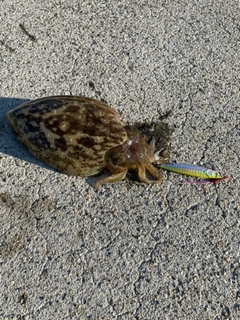 コウイカの釣果