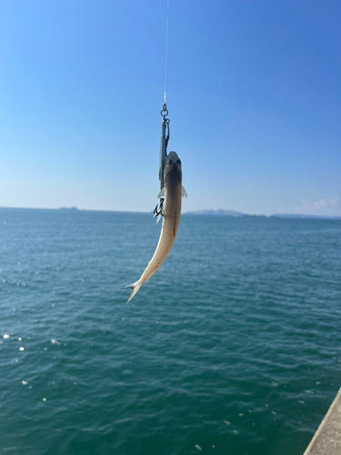 エソの釣果