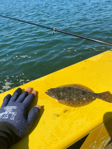 ヒラメの釣果