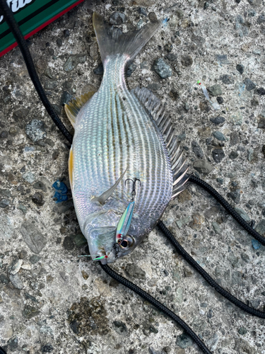 ヘダイの釣果