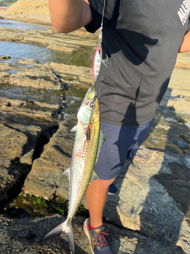 サゴシの釣果