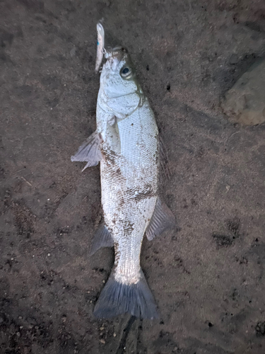 フッコ（ヒラスズキ）の釣果