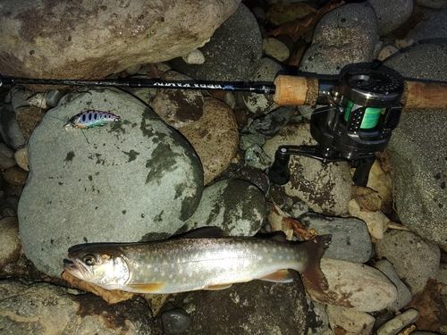 エゾイワナの釣果