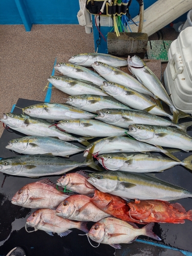 マダイの釣果