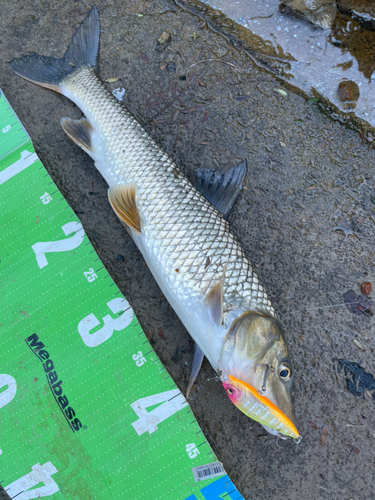 ニゴイの釣果