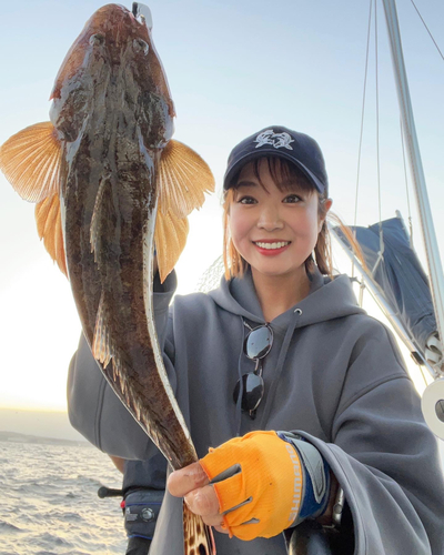 マゴチの釣果