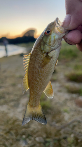 スモールマウスバスの釣果