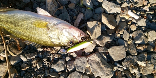 ブラックバスの釣果