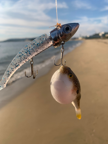 クサフグの釣果