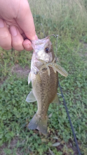 ブラックバスの釣果