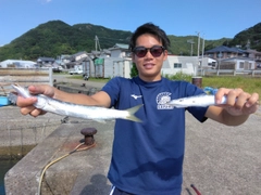 カマスの釣果