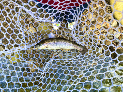 ニジマスの釣果