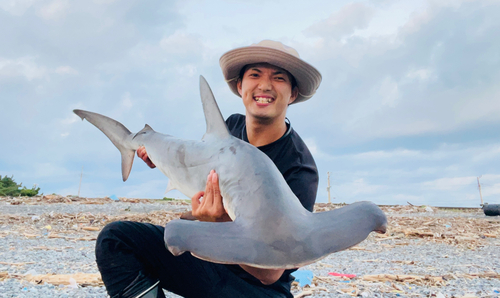 シュモクザメの釣果