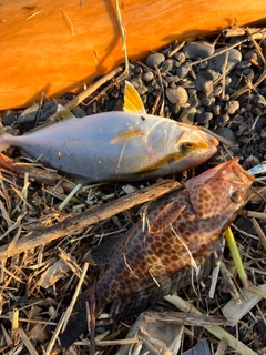 ショゴの釣果