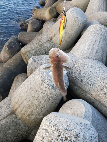 エソの釣果