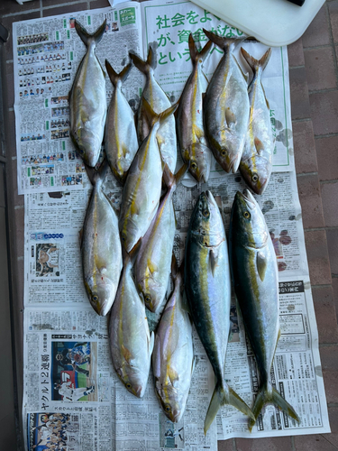 カンパチの釣果