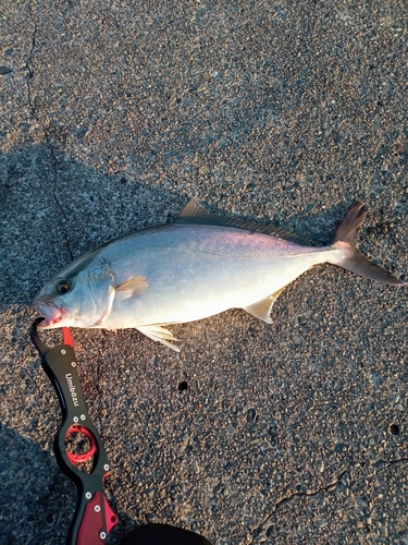 カンパチの釣果