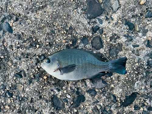 グレの釣果